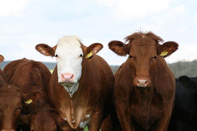 Des vaches en train de paturer